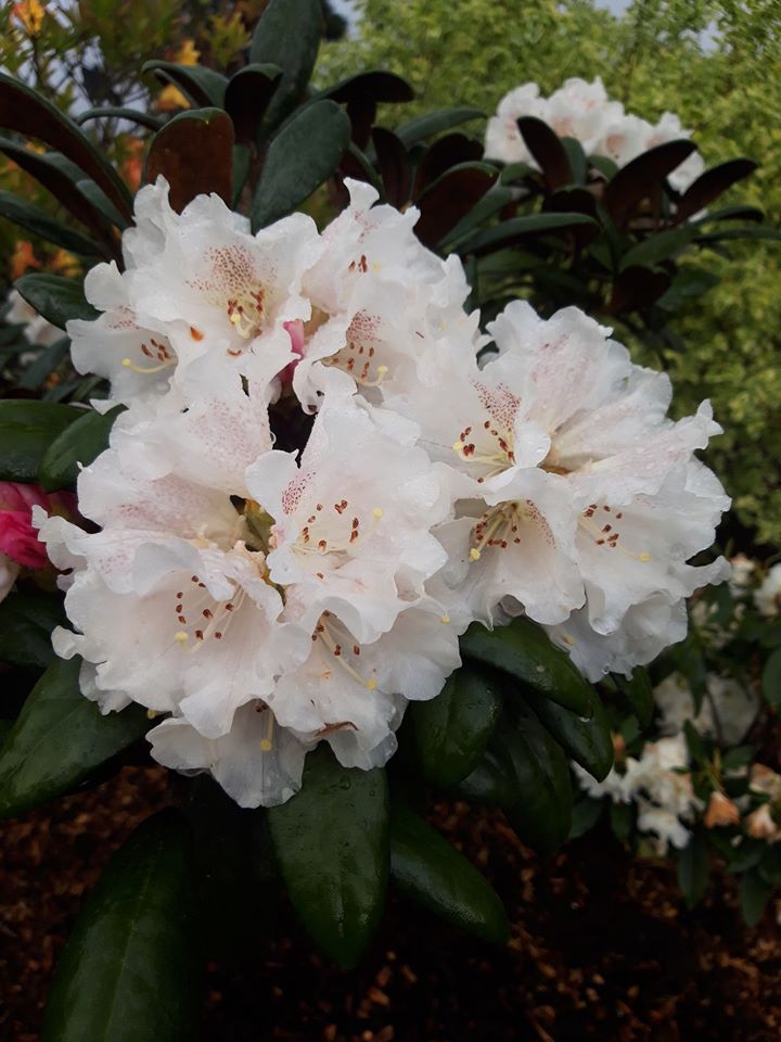 yakushimanum x bureavii